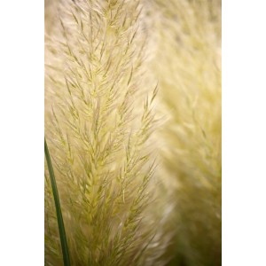 Detailaufnahme des silbrigen Pampasgras Citaro, einer dekorativen Grasart für den Garten.