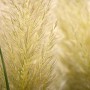 Detailaufnahme des silbrigen Pampasgras Citaro, einer dekorativen Grasart für den Garten.