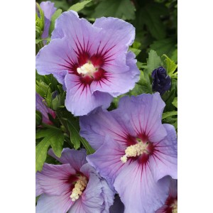 Nahaufnahme des Hibiskus Blue Bird mit blauen Blüten und roter Mitte.