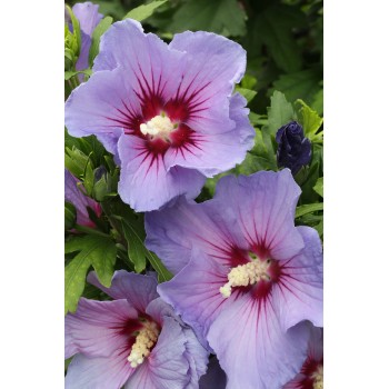 Hibiskus kaufen bei OBI