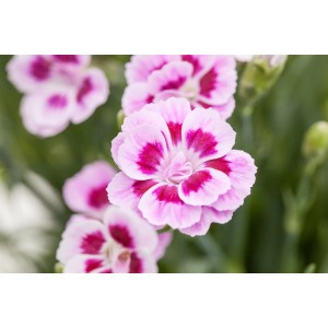 Nahaufnahme der rosa-roten GROW by OBI Landnelke "I love you" im Topf. Stehpflanze mit zarten Blüten.