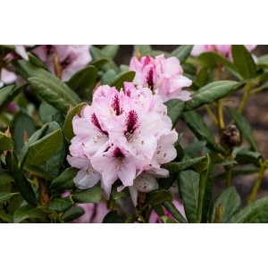 Nahaufnahme: Rhododendron Hybr. Herbstfreude mit rosa Blüten und dunklen Akzenten, umgeben von grünen Blättern.
