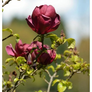 Nahaufnahme der tiefroten Blüten der Magnolie Red as Red, Kategorie Sträucher.