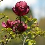 Nahaufnahme der tiefroten Blüten der Magnolie Red as Red, Kategorie Sträucher.