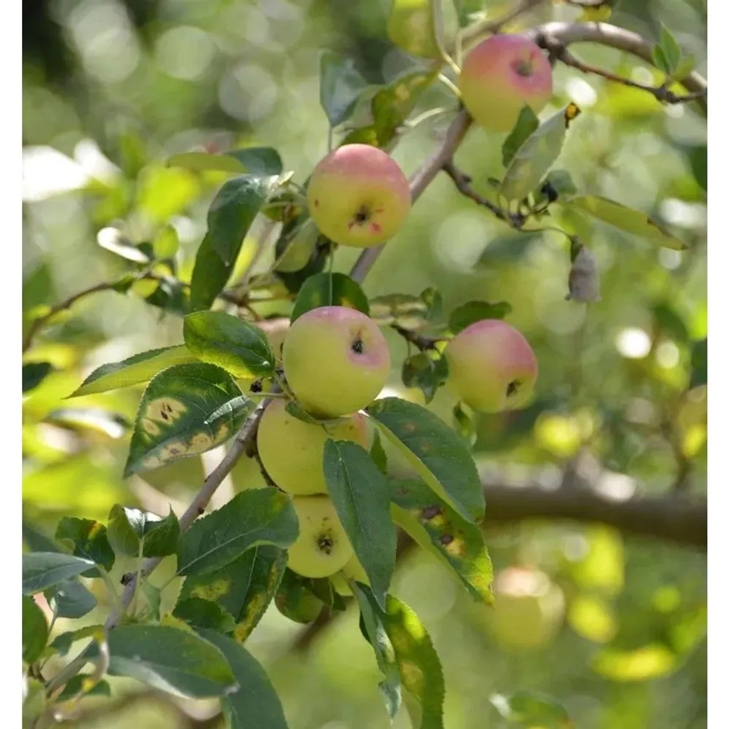 Apfelbaum Grahams Jubiläum 60-80cm - süßsäuerlich