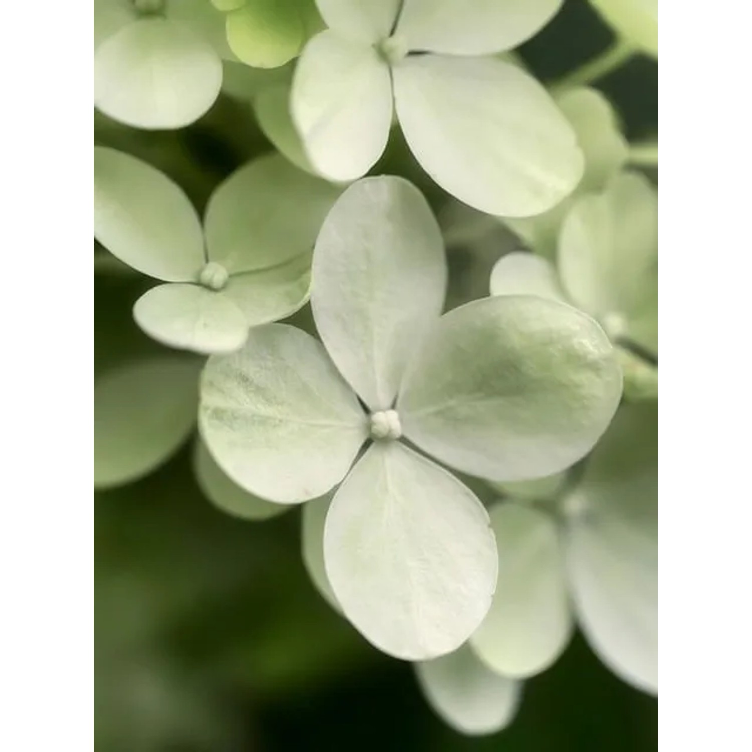 Nahaufnahme der limettengrünen Blüten der Baumfink Rispenhortensie.