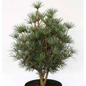 Japanische Zwerg-Schirmtanne 'Kobito', ca. 20-25 cm hoch, im Topf.