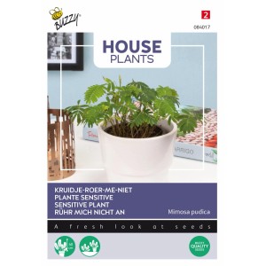 Mimose Rühr-Mich-nicht-an Buzzy House Plants Samen Circa 0,2 g Empfindliche Blätter