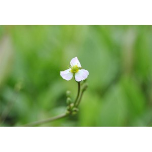 Nahaufnahme einer weißen Blüte des Pfeilkrauts (Sagittaria sagittifolia) im Topf.