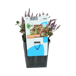 Rundblättrige Rotala Lila im Topf, eine Wasserpflanze für den Gartenteich.