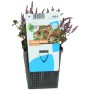 Rundblättrige Rotala Lila im Topf, eine Wasserpflanze für den Gartenteich.