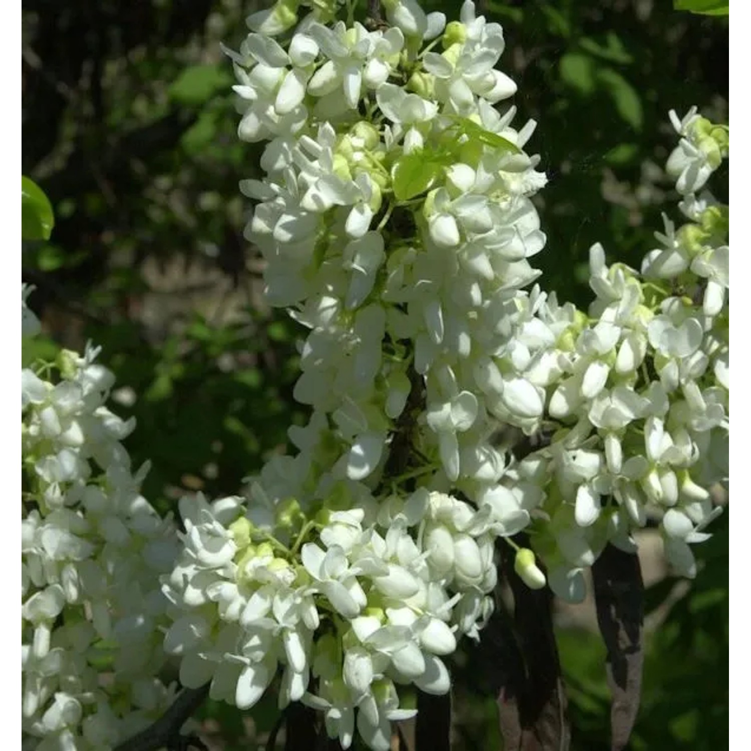 Kanadischer Judasbaum Shirobana 30-40cm - Cercis canadensis