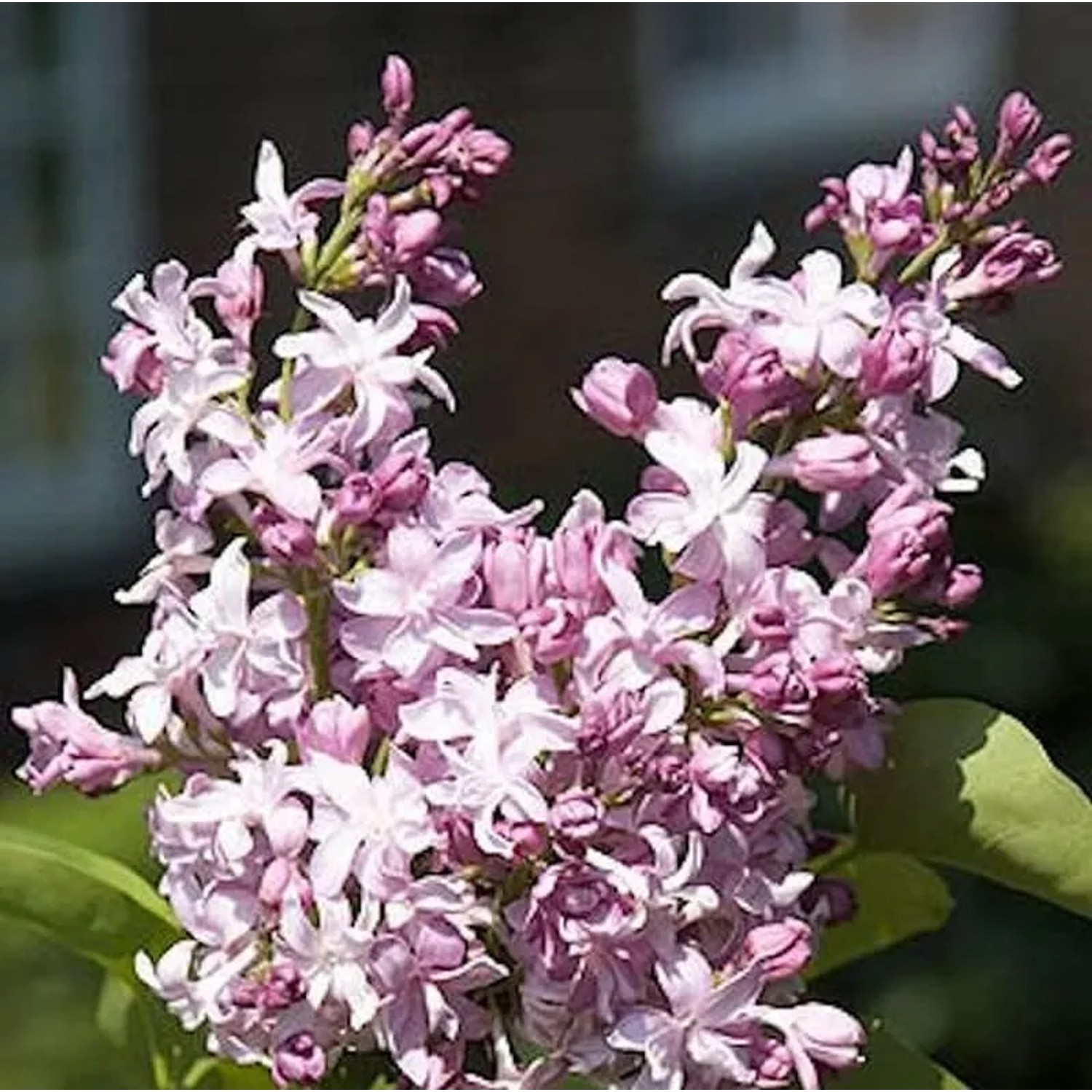 Edelflieder Flamingo - Kircher-Collection 30-40cm - Syringa vulgaris