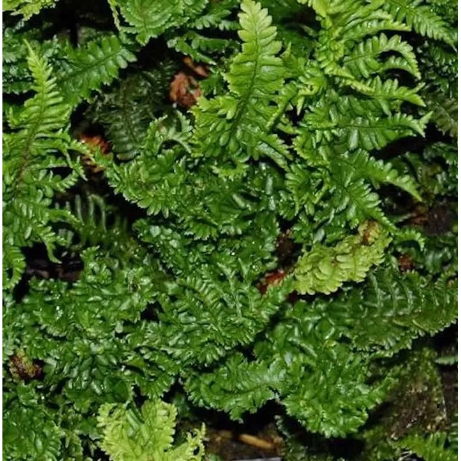 Krauser Goldschuppenfarn - Dryopteris affinis