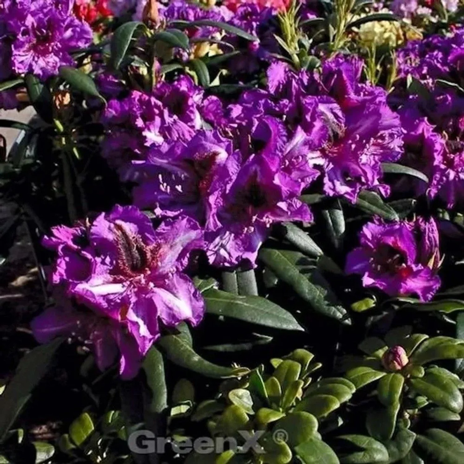 INKARHO - Großblumige Rhododendron Anatevka 30-40cm - Alpenrose