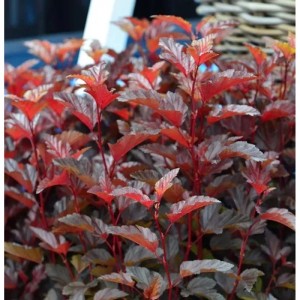 Blasenspiere Little Angel 40-60cm - Physocarpus opulifolius