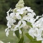 Nahaufnahme der weißen Blüten der Rispenhortensie Hydrangea Paniculata Kyushu.