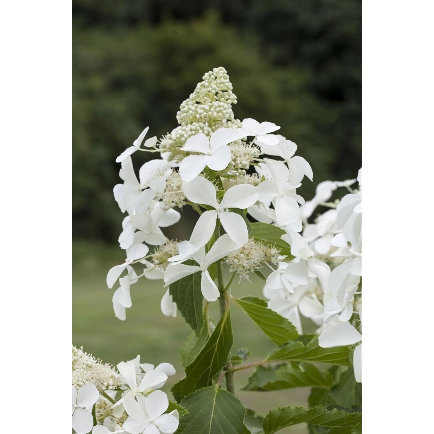 Hydrangea Paniculata Rispenhortensie Kyushu 80-100 cm günstig online kaufen