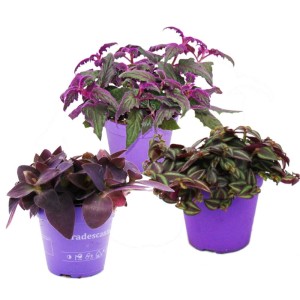Exotenherz Zimmerpflanzen Trio Purple Leaves Set mit 3 Pflanzen im lila Topf.