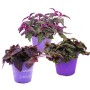 Exotenherz Zimmerpflanzen Trio Purple Leaves Set mit 3 Pflanzen im lila Topf.