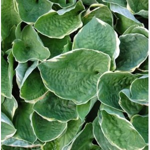 Grünblattfunkie Christmas Tree - Hosta sieboldiana