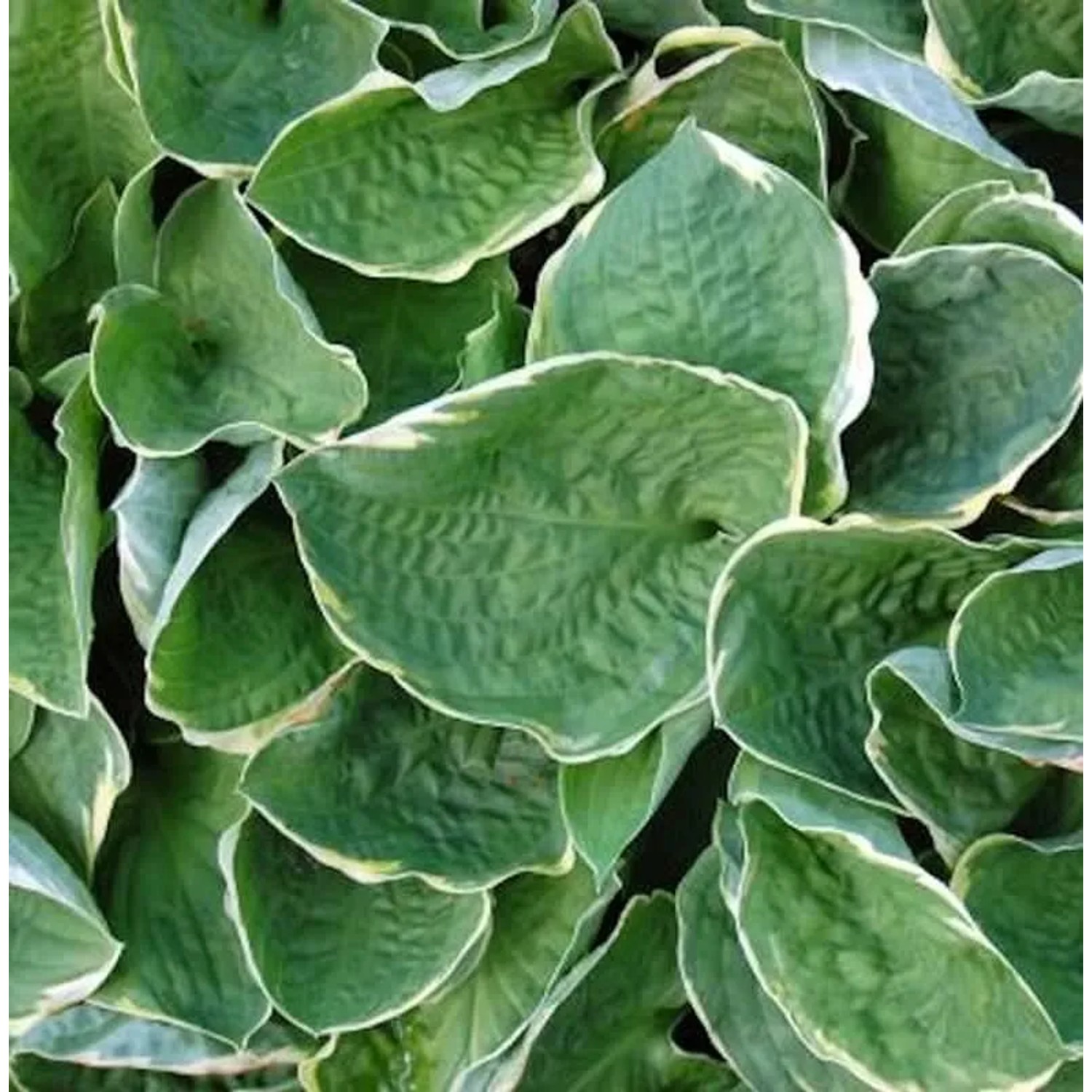 Grünblattfunkie Christmas Tree - Hosta sieboldiana