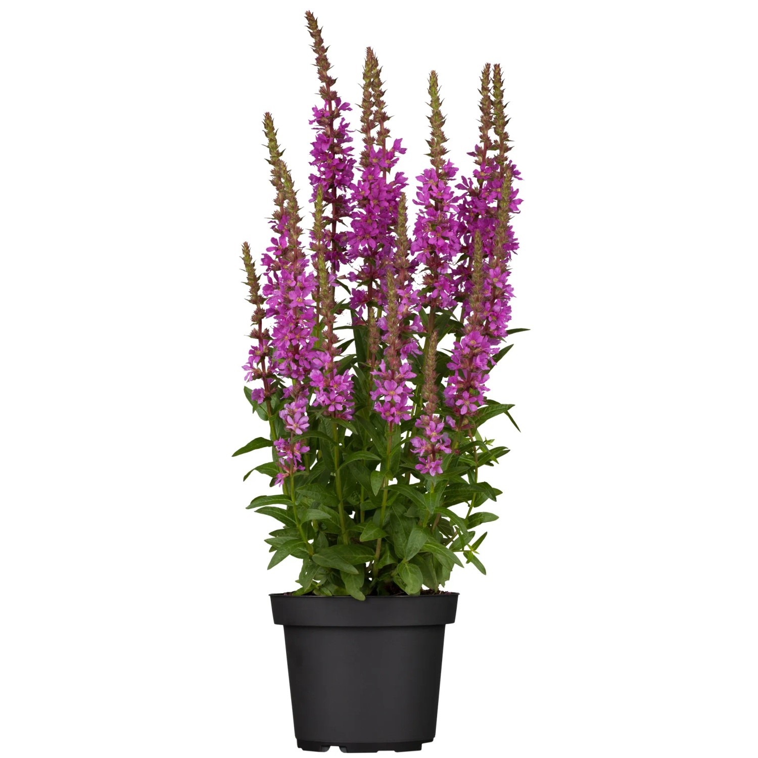 GROW by OBI Blut-Weiderich "Robin" Rosa Höhe ca. 25 cm Lythrum salicaria