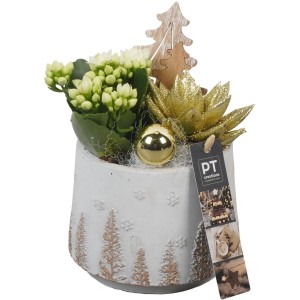 Winterliches Pflanzen-Arrangement im Betongefäß Topf-Ø ca. 13 cm