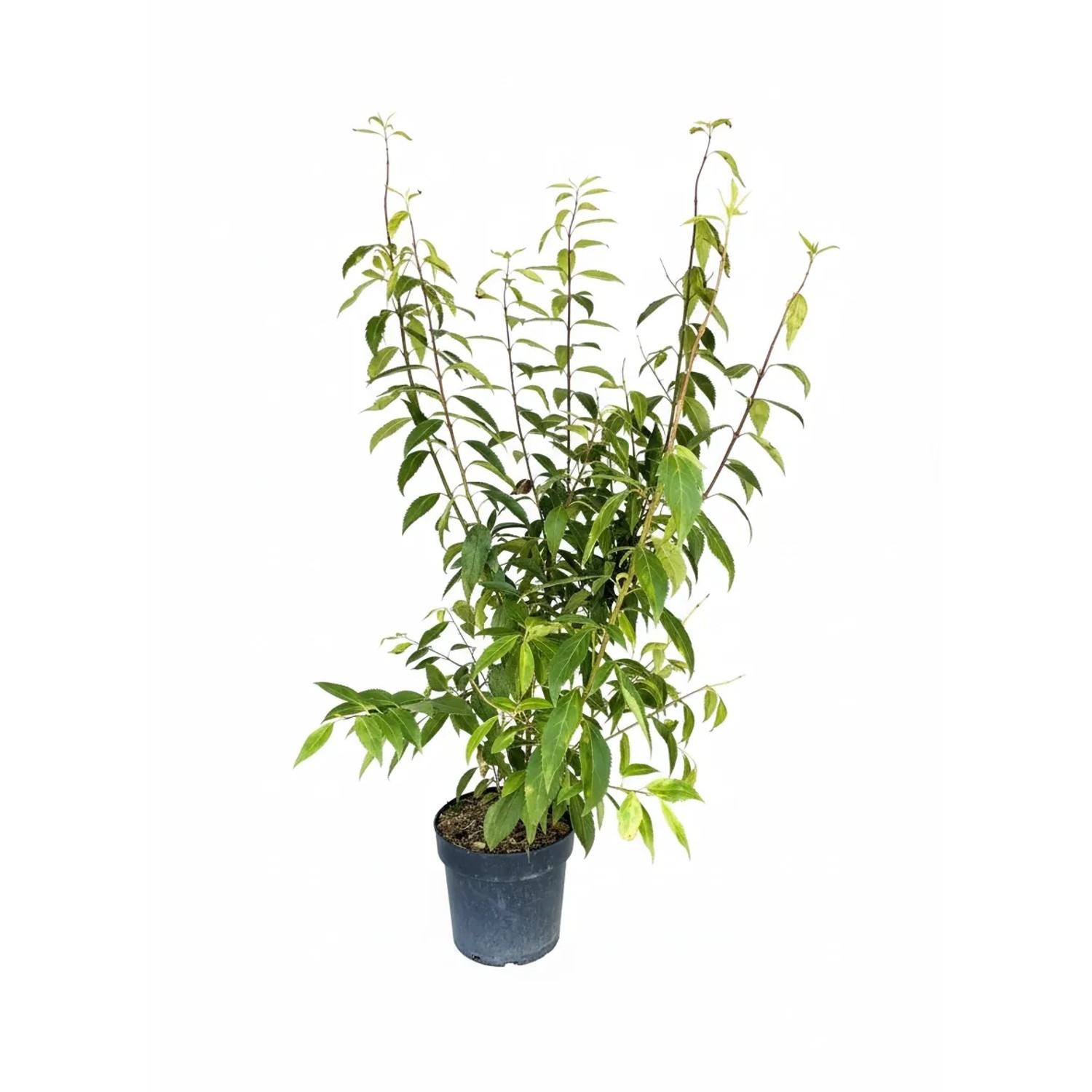 Baumfink Forsythie Lynwood Gold als Topfpflanze 60-100cm