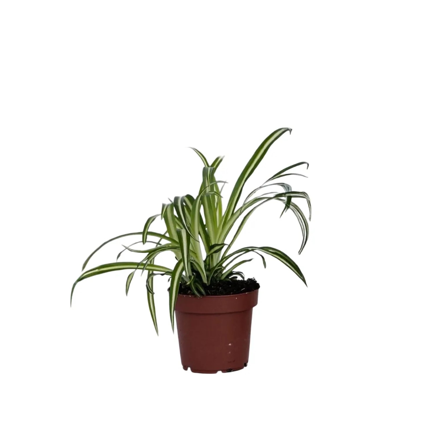 Plant In A Box Grünlilie  Chlorophytum 'Atlantic' Höhe 25cm Ø12 Grün