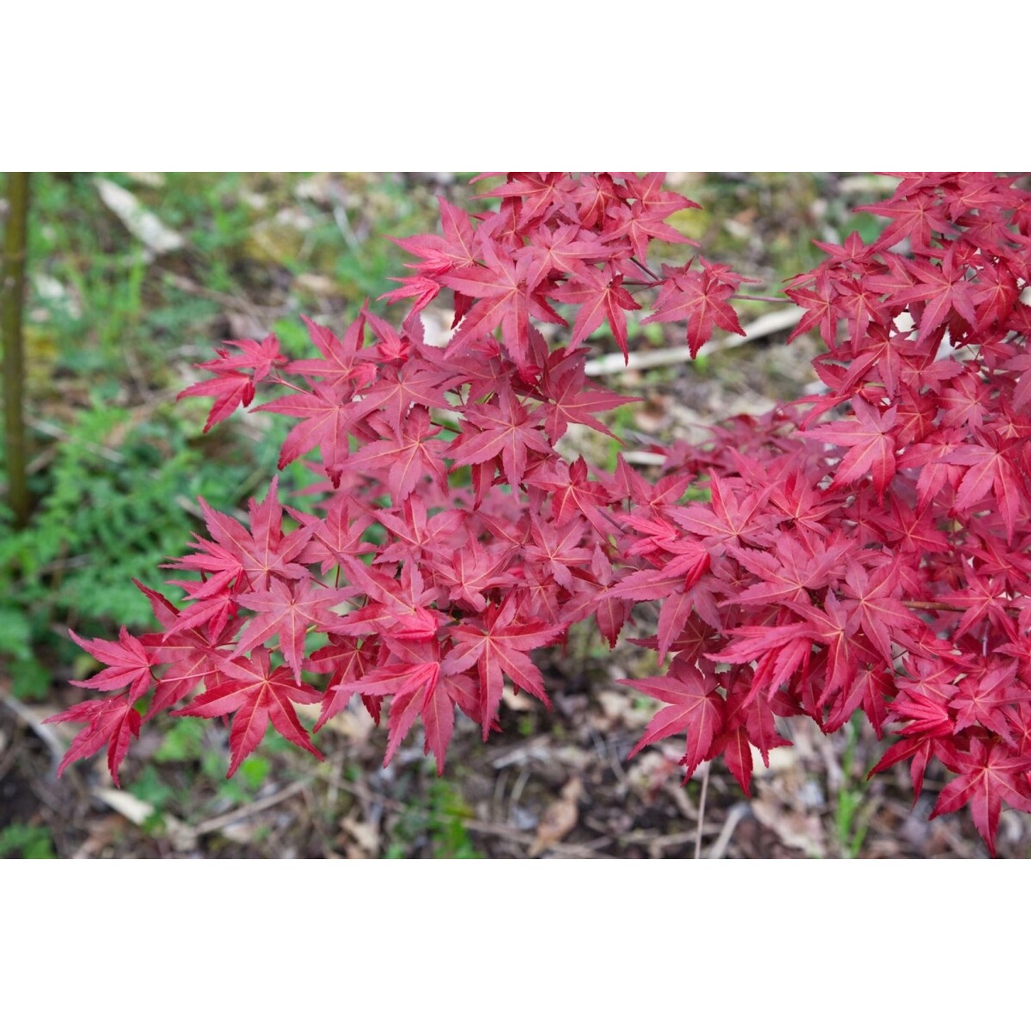 Acer Palmatum Shin Deshojo Japanischer Ahorn Leuchtend Rot 100–125 cm günstig online kaufen