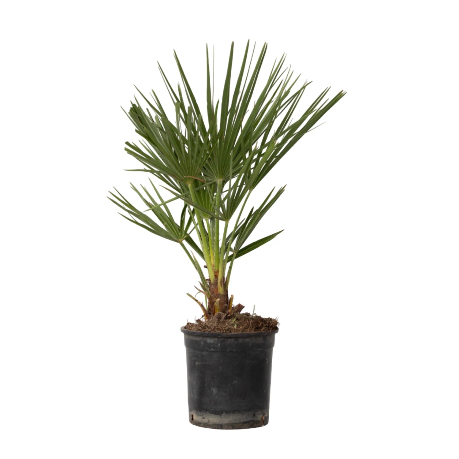 Plant In A Box Bergpalme  Chamaerops Humilis Höhe 50cm Ø15 Grün