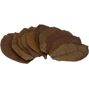 Seemandelbaumblätter (10 Stk.) zur Wasserwertkorrektur im Aquarium. Natürliche Wasseraufbereitung.