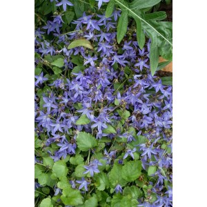Blühende Polsterglockenblume 'Trollkind' mit violett-blauen Blüten, ideal als Bodendecker.