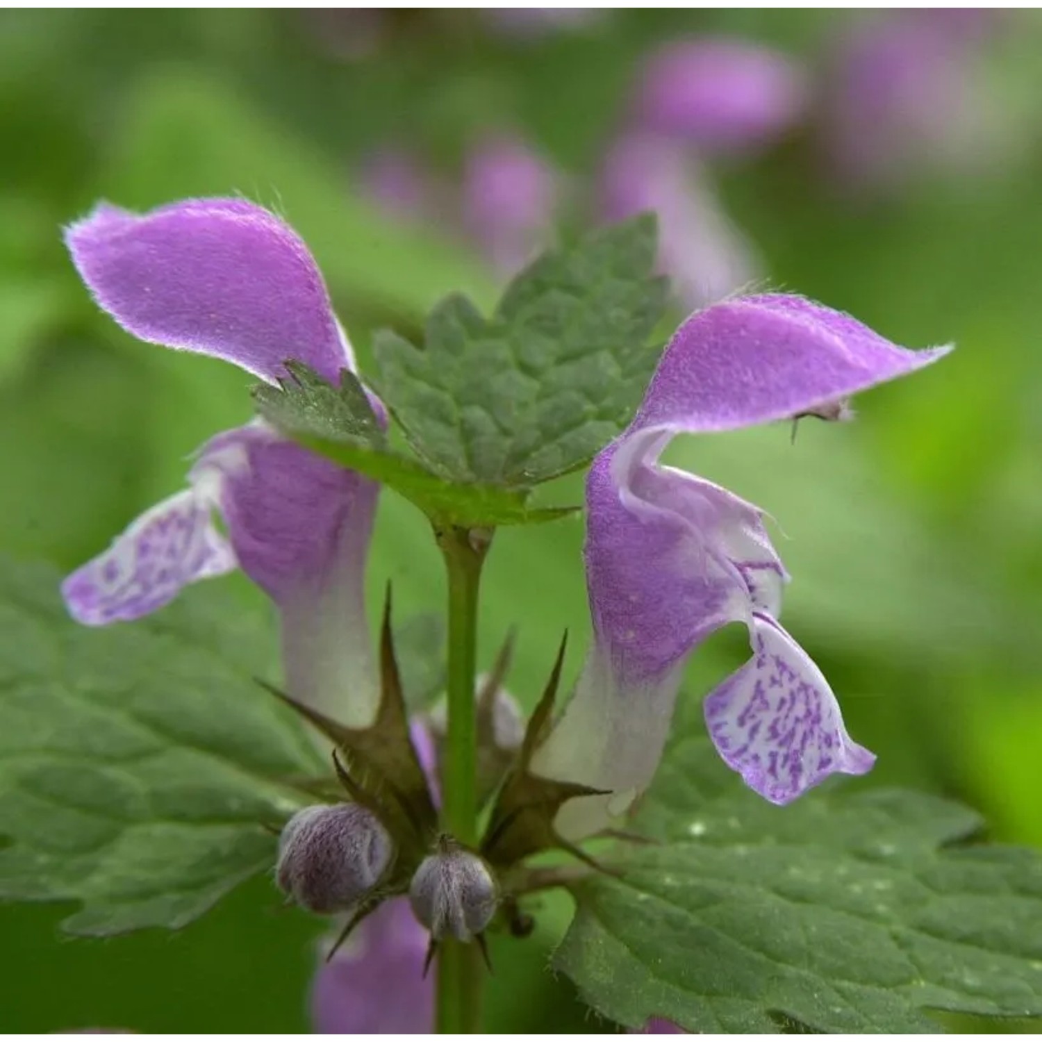 Waldnessel - Lamium maculatum