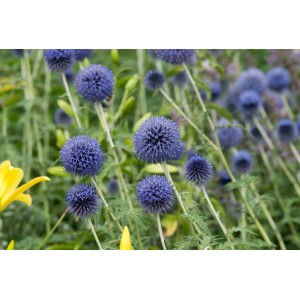 Blaue Kugeldistel 'Blue Globe' im 9x9 cm Topf. Stauden-Blüte mit kugeligen Blütenständen.