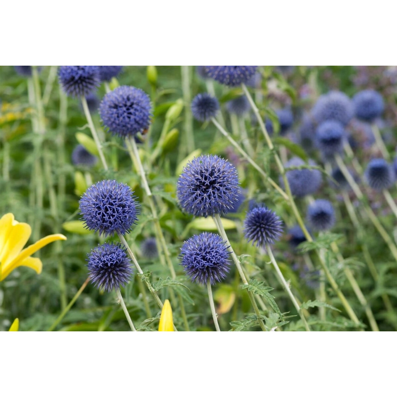 Echinops Banaticus Blue Globe Kugeldistel Ca. 9x9 cm Topf günstig online kaufen