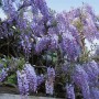 Üppiger Chinesischer Blauregen 'Prolific' mit violettblauen Blüten an einem Zaun.