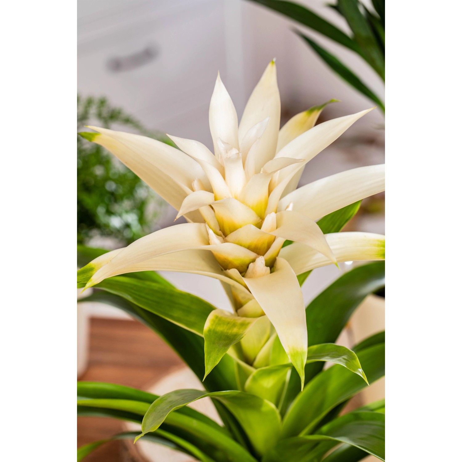 Guzmanie "Deseo" mit weißen Hochblättern im Topf, eine exotische Blühpflanze.