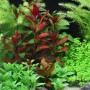 Dennerle Plants Ludwigia Glandulosa Aquariumpflanze im Aquarium mit grünen Pflanzen.