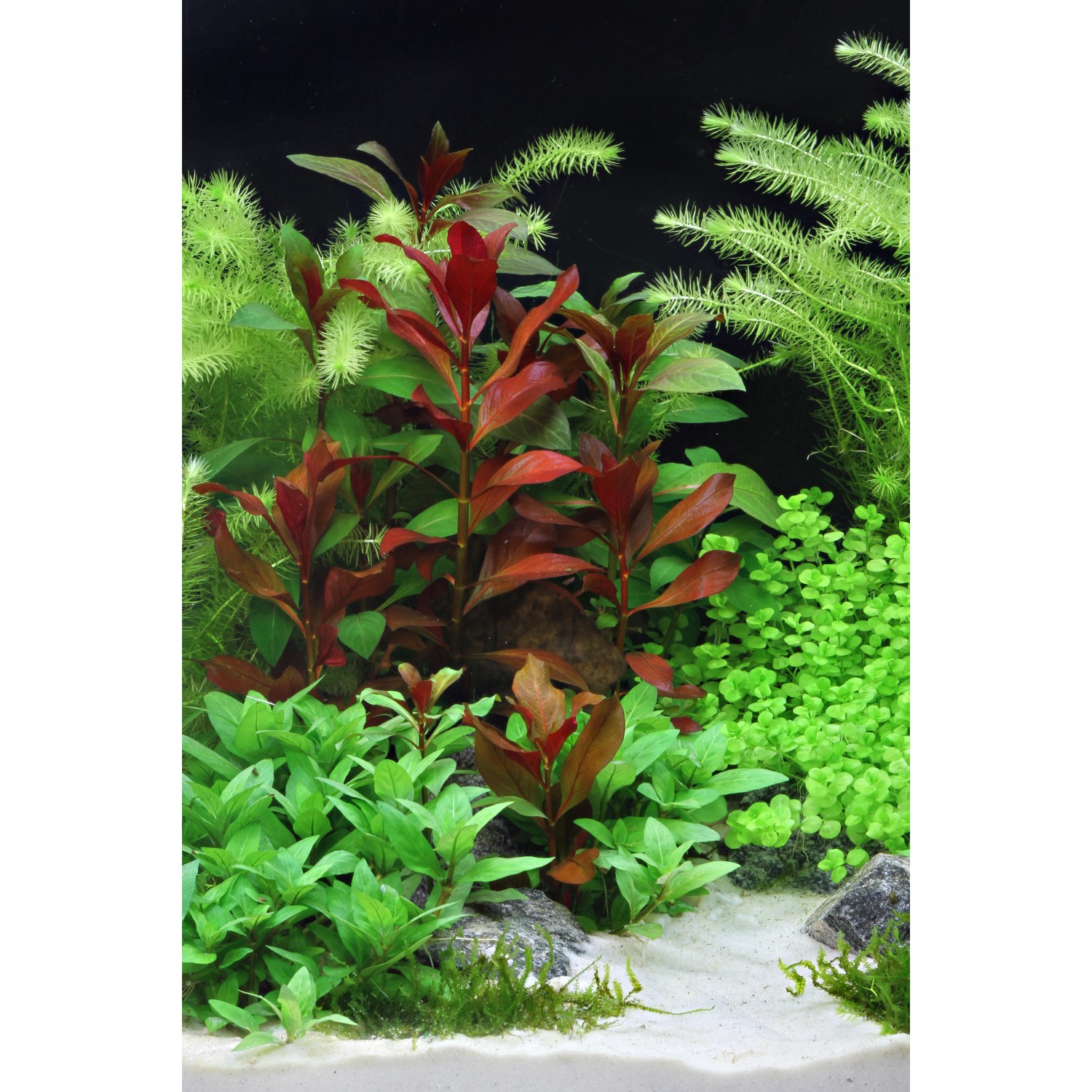 Dennerle Plants Ludwigia Glandulosa Aquariumpflanze im Aquarium mit grünen Pflanzen.