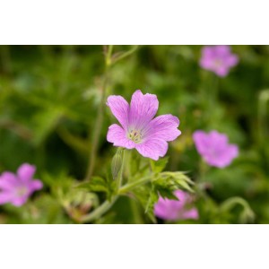 Nahaufnahme einer zartrosa blühenden Geranium X Oxonianum Rose Clair Staude.