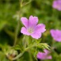 Nahaufnahme einer zartrosa blühenden Geranium X Oxonianum Rose Clair Staude.