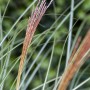 Detailaufnahme von Miscanthus Sinensis 'Kleine Silberspinne' (Chinaschilf) mit silbernen Blütenständen und grünen Halmen.
