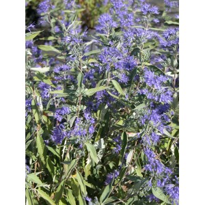 Nahaufnahme der Bartblume Dark Knight mit violett-blauen Blüten und grünen Blättern.