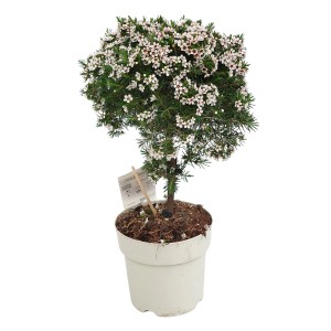 GROW by OBI Wachsblume als Stamm, ca. 40-50 cm hoch, im Topf. Kübelpflanze mit weißen Blüten.