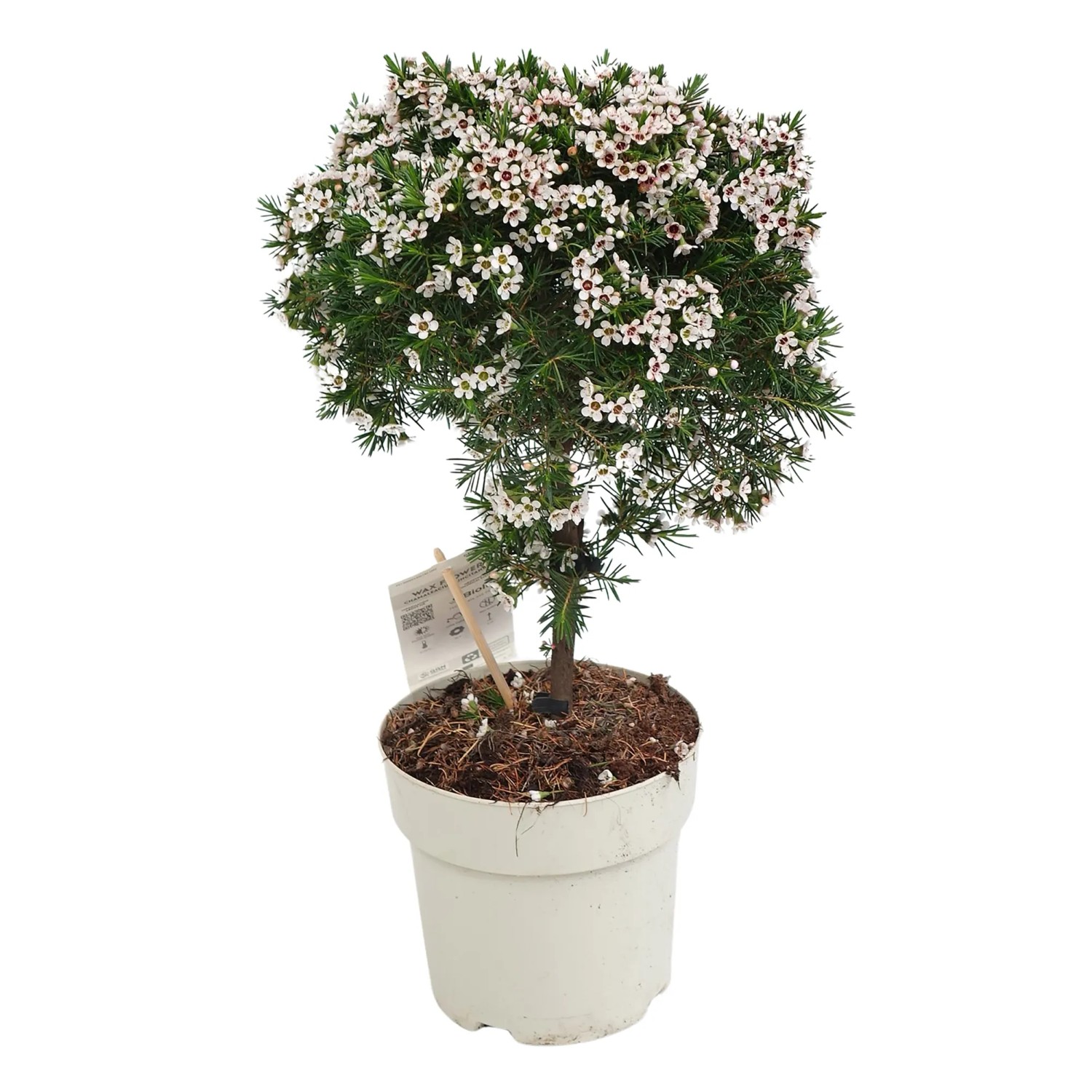 Wachsblume Winterhart Kaufen