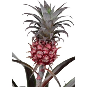 GROW by OBI Ananaspflanze Ananas Candido im Topf, dekorative Blühpflanze mit Frucht.
