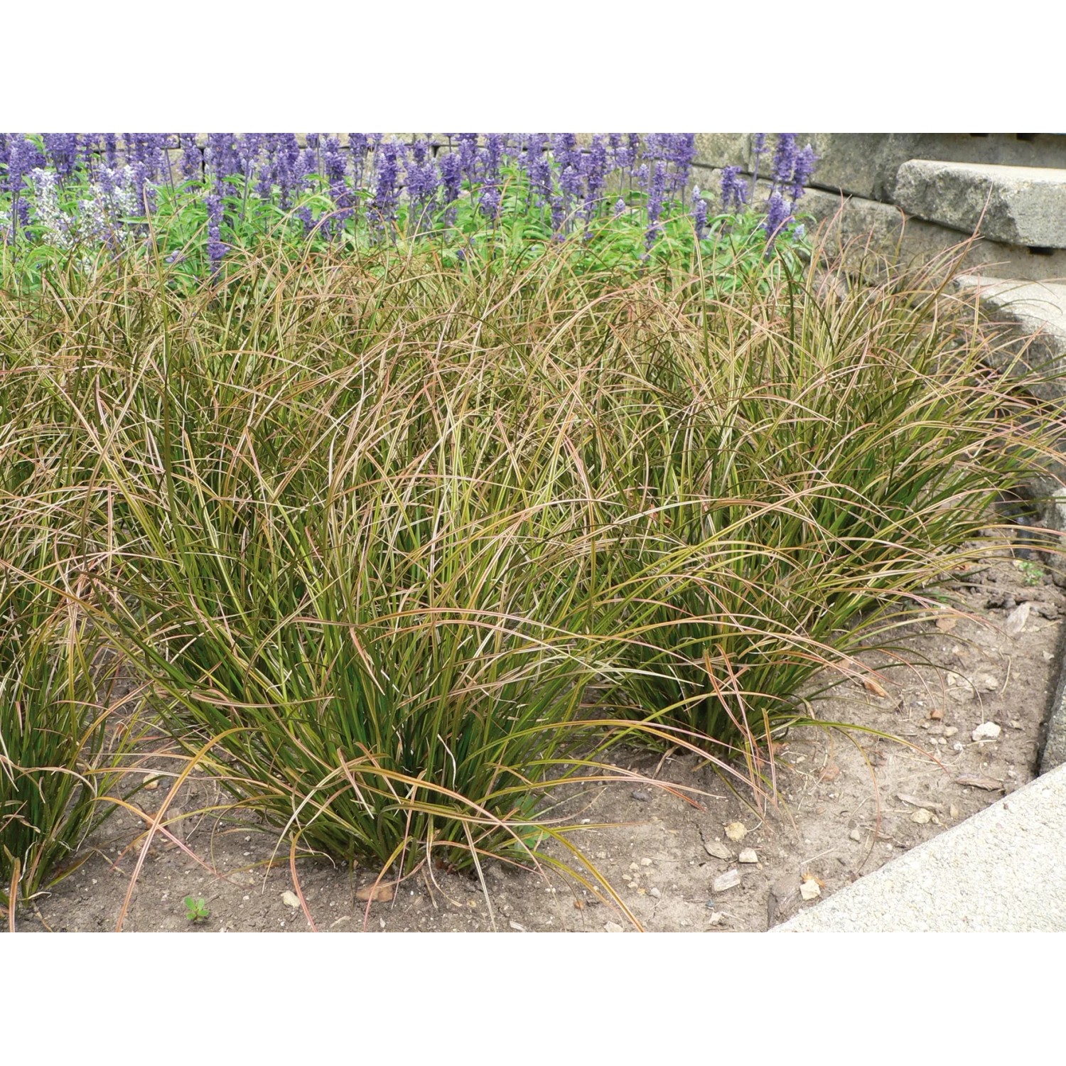 GROW by OBI Japan Segge "Phoenix Green" Topf-Ø ca.14 cm Hellgrün Carex howardii