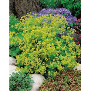 Gelb blühender OBI Frauenmantel Thriller (Alchemilla mollis) im Gartenbeet.